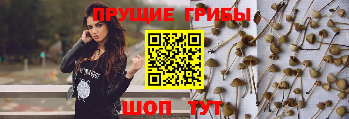 Галлюциногенные грибы мухоморы Волжский